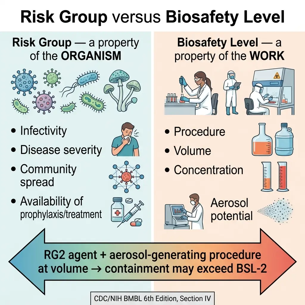 Infographic comparing Risk Group and Biosafety Level, showing how organism properties like infectivity and disease severity differ from work-related factors like procedure and aerosol potential in laboratory containment.
