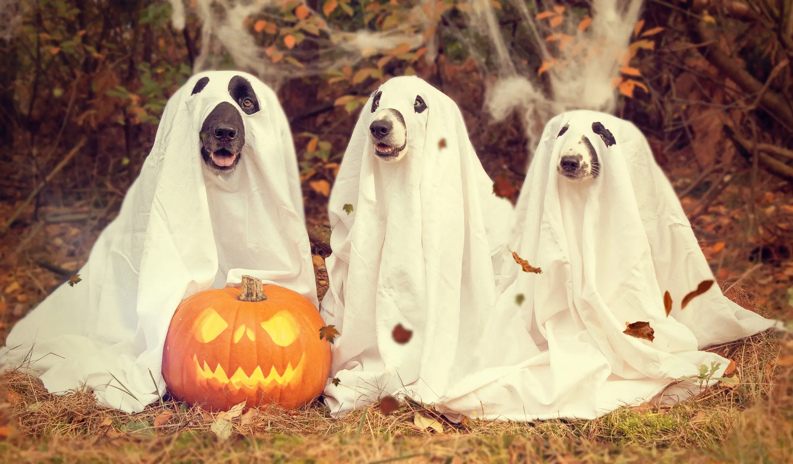 Steps for an Extra Safe Halloween